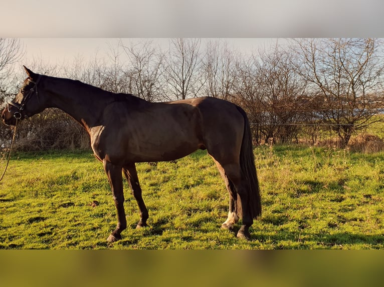 KWPN Hongre 6 Ans 167 cm Bai brun foncé in DiepenveenD