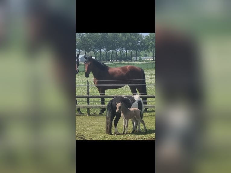 KWPN Hongre 6 Ans 167 cm Bai in Medemblik