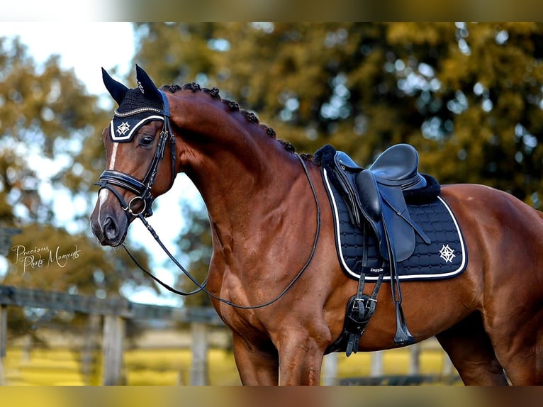 KWPN Hongre 6 Ans 168 cm Alezan brûlé in Middelharnis