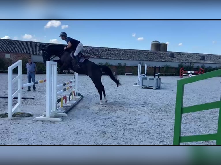 KWPN Hongre 6 Ans 168 cm Bai brun in Kaisten