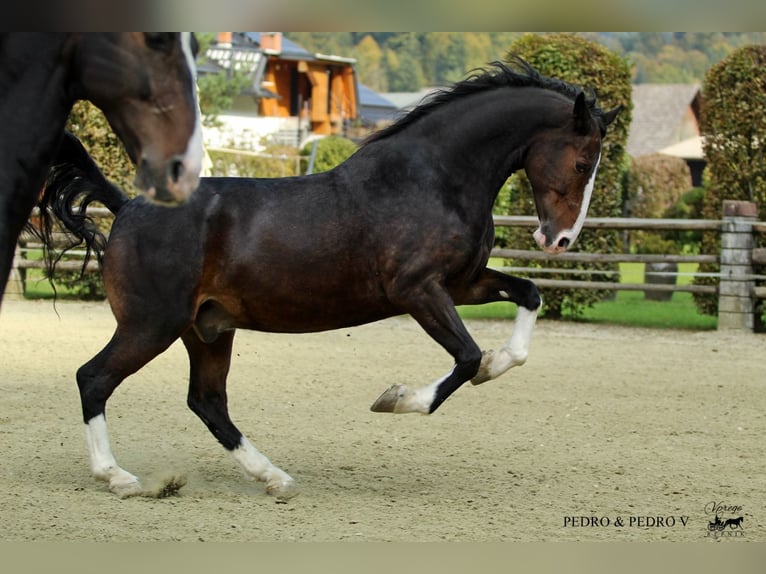 KWPN Hongre 6 Ans 168 cm Bai in Kamnik