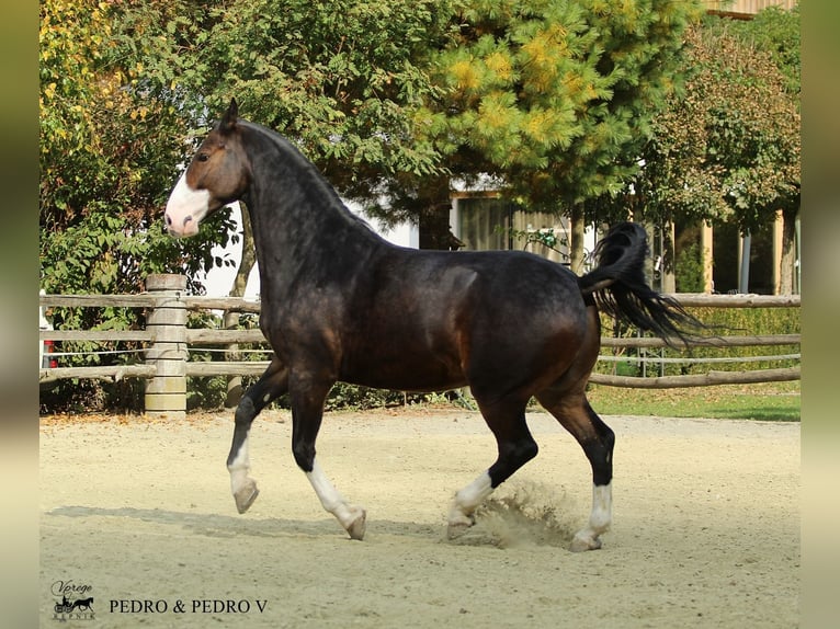 KWPN Hongre 6 Ans 168 cm Bai in Kamnik