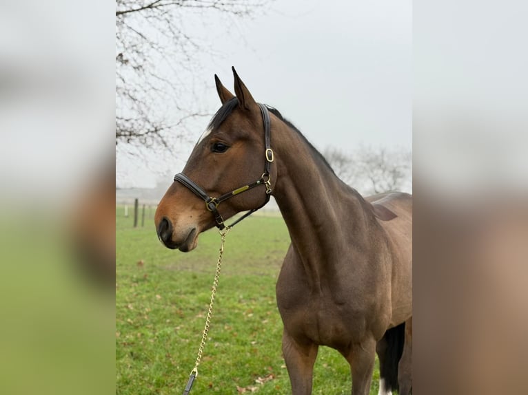 KWPN Hongre 6 Ans 168 cm  in GROTE-BROGEL