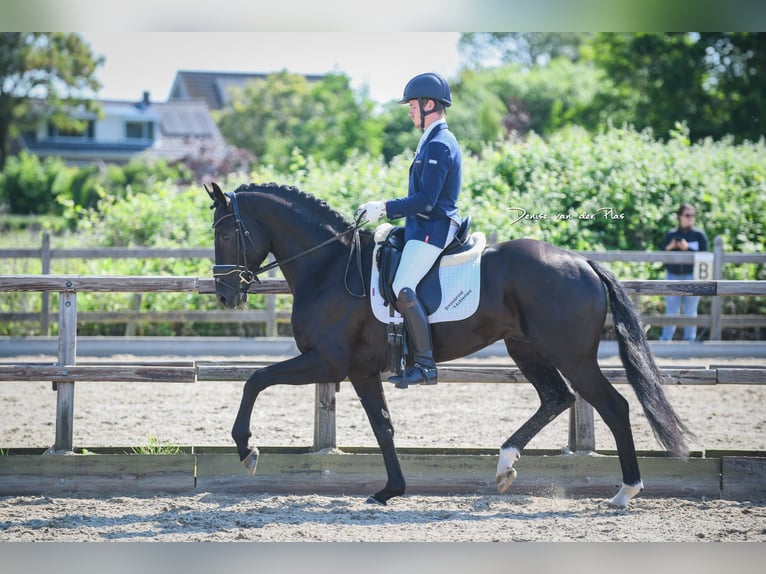 KWPN Hongre 6 Ans 168 cm Noir in Groot-Ammers