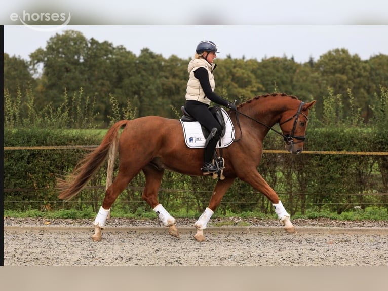 KWPN Hongre 6 Ans 169 cm Alezan in Raalte