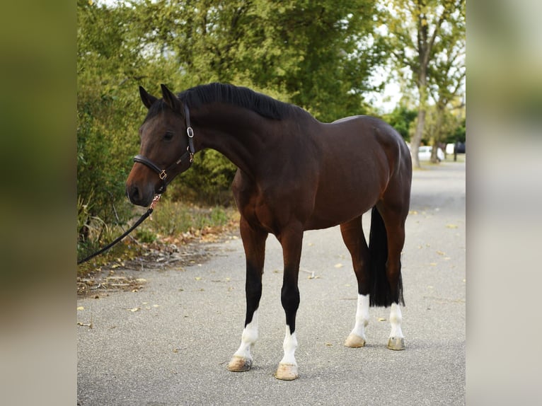 KWPN Hongre 6 Ans 169 cm Bai brun in Grieselstein