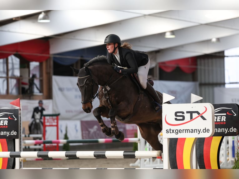 KWPN Hongre 6 Ans 169 cm Bai brun in Negernbötel