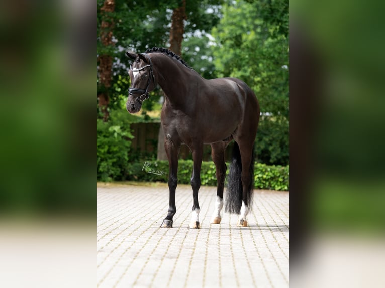 KWPN Hongre 6 Ans 169 cm Bai brun foncé in Susteren