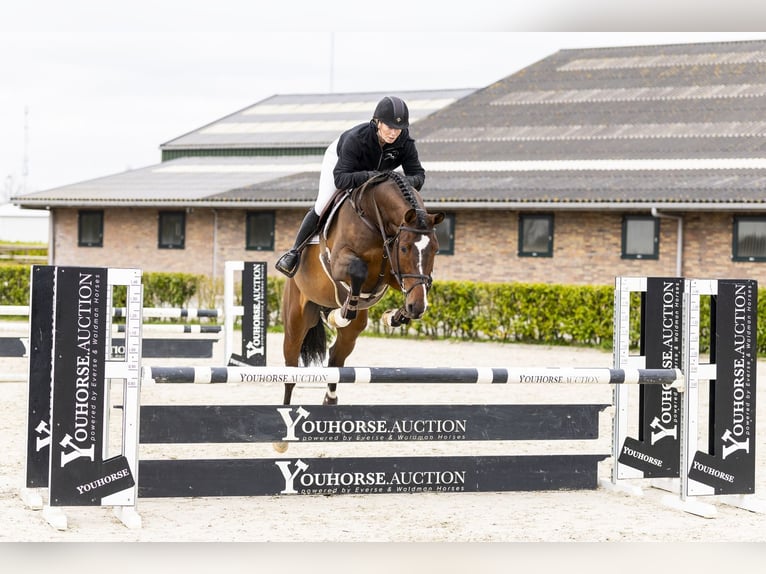 KWPN Hongre 6 Ans 169 cm Bai in Waddinxveen