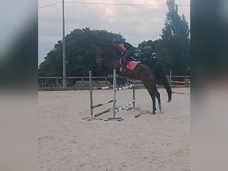 KWPN Hongre 6 Ans 170 cm Bai brun in Rieti