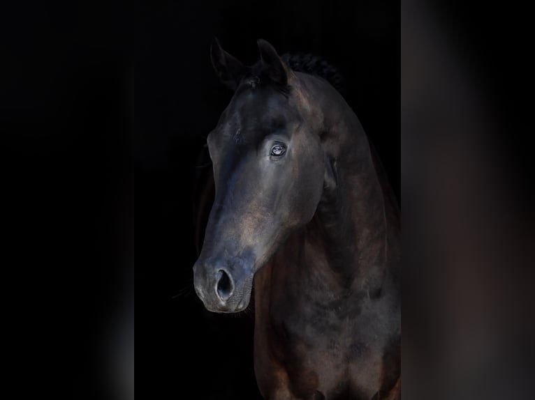 KWPN Hongre 6 Ans 170 cm Bai brun in Fürstenfeldbruck