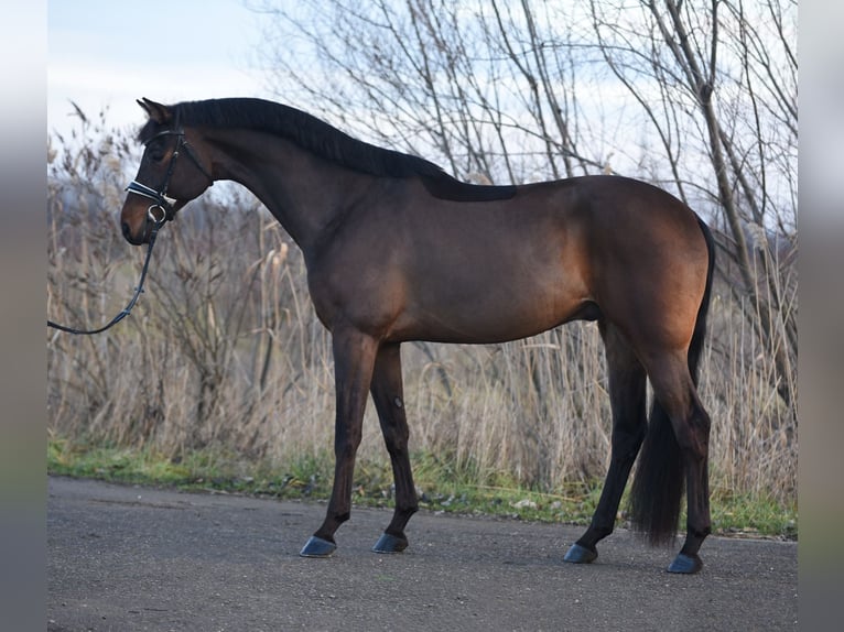 KWPN Hongre 6 Ans 170 cm Bai cerise in Baracs