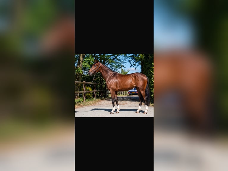 KWPN Hongre 6 Ans 170 cm Bai cerise in Notre dame d estrees