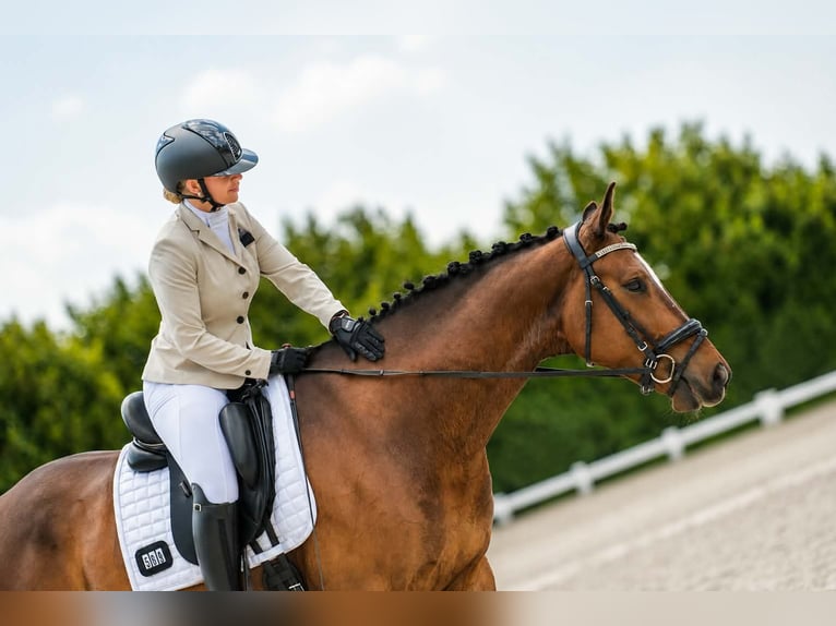 KWPN Hongre 6 Ans 170 cm Bai in Afferden L
