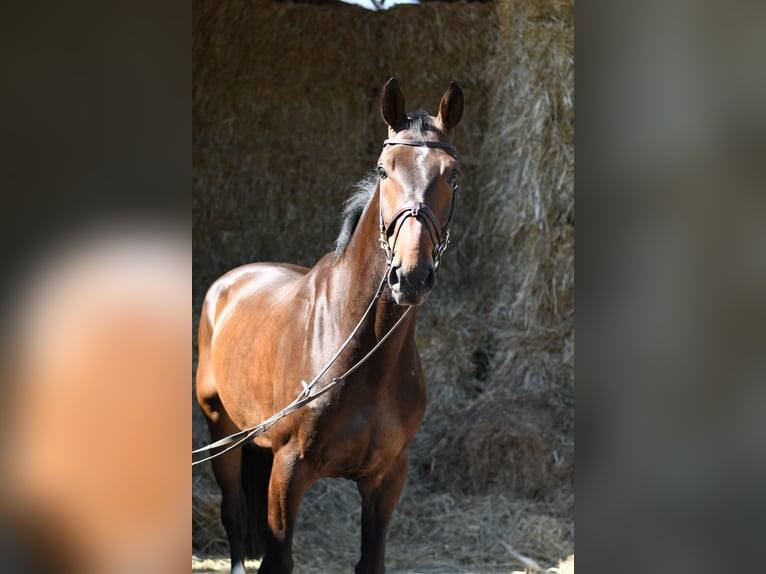 KWPN Hongre 6 Ans 170 cm Bai in Geilenkirchen