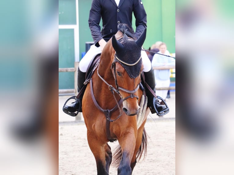 KWPN Hongre 6 Ans 170 cm Bai in Gyula