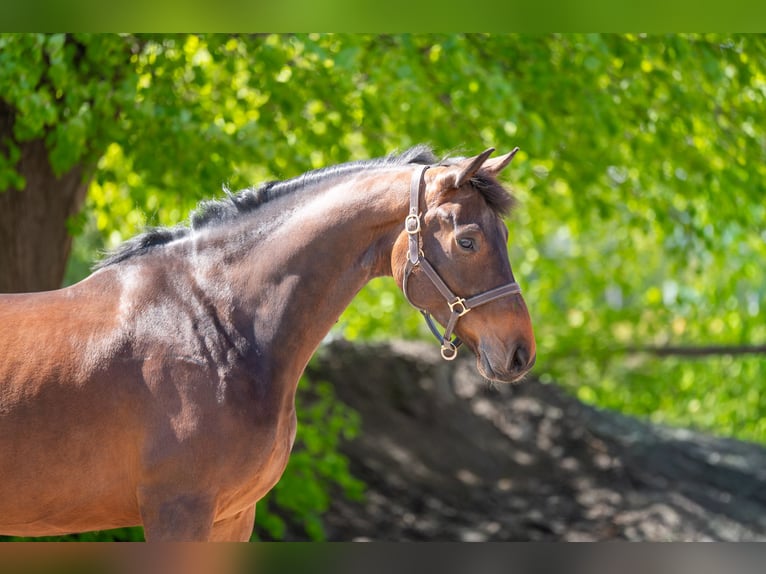 KWPN Hongre 6 Ans 170 cm  in GROTE-BROGEL