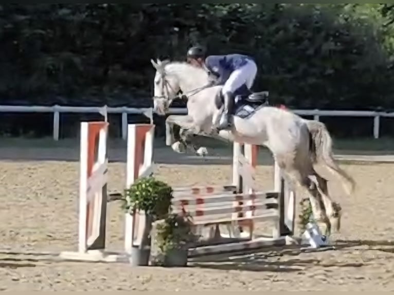 KWPN Hongre 6 Ans 170 cm Gris moucheté in Grävenwiesbach