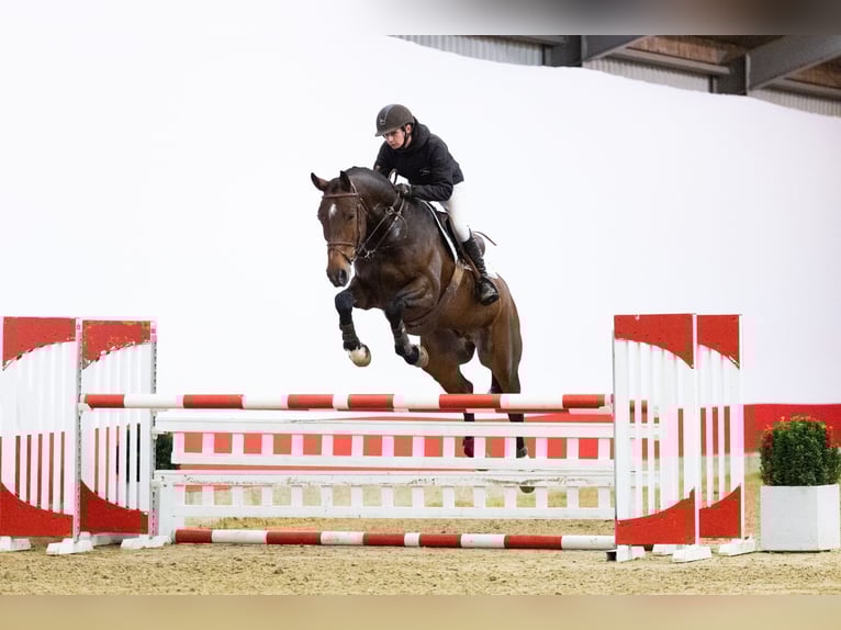 KWPN Hongre 6 Ans 171 cm Bai in Waddinxveen