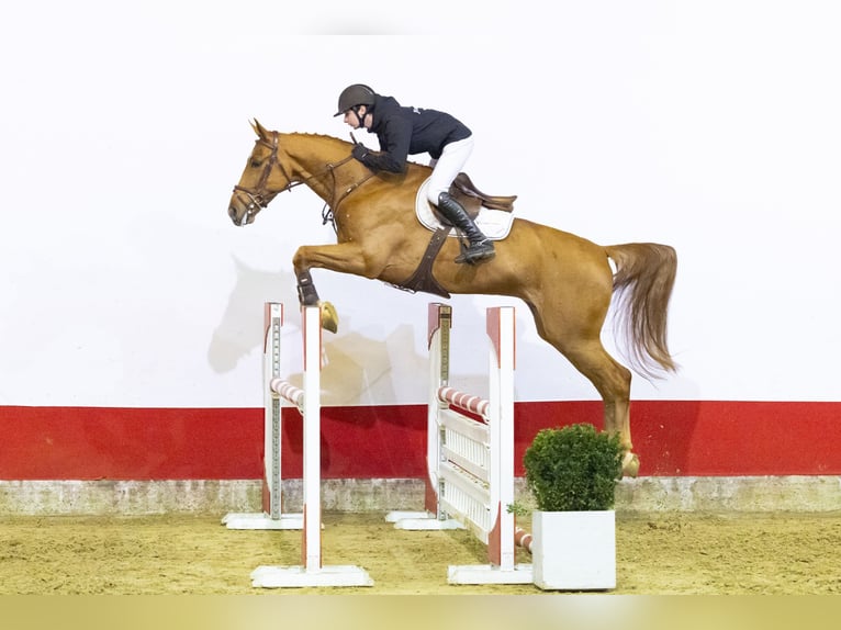 KWPN Hongre 6 Ans 171 cm  in Waddinxveen