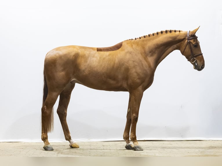 KWPN Hongre 6 Ans 171 cm  in Waddinxveen