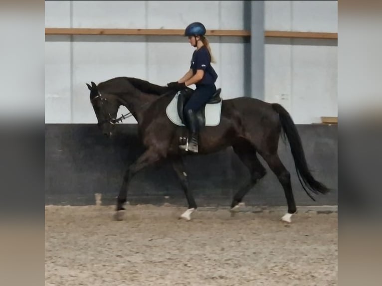 KWPN Hongre 6 Ans 171 cm Noir in Kaldenkirchen