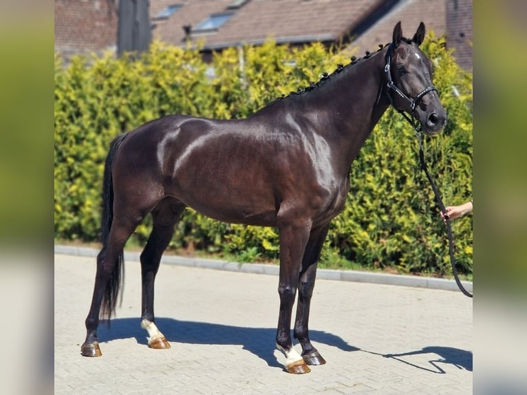 KWPN Hongre 6 Ans 171 cm Noir in Kaldenkirchen