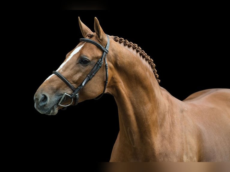 KWPN Hongre 6 Ans 172 cm Alezan in Madrid