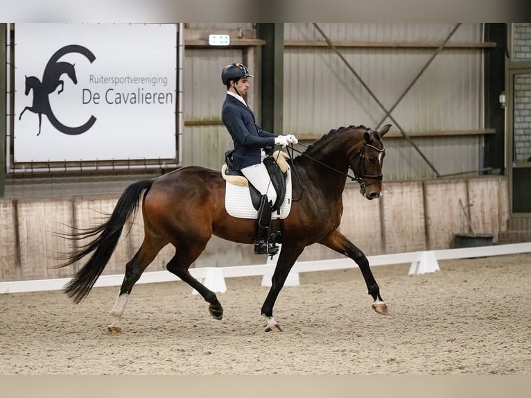 KWPN Hongre 6 Ans 172 cm Bai cerise in Herwijnen
