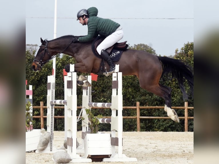 KWPN Hongre 6 Ans 172 cm Bai in Roma