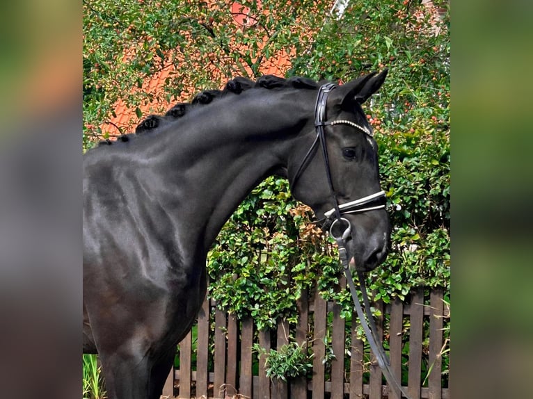 KWPN Hongre 6 Ans 172 cm Noir in Zürich