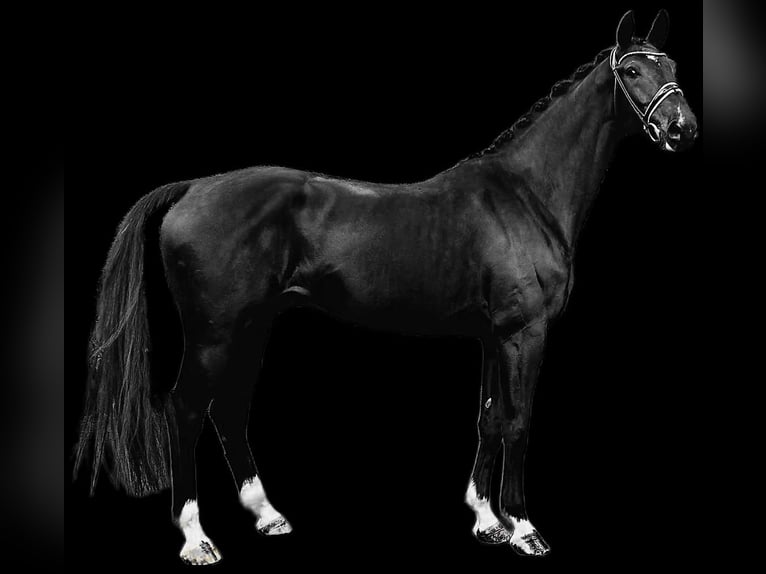KWPN Hongre 6 Ans 172 cm Noir in Zürich
