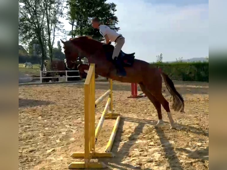 KWPN Hongre 6 Ans 173 cm Alezan in Hof