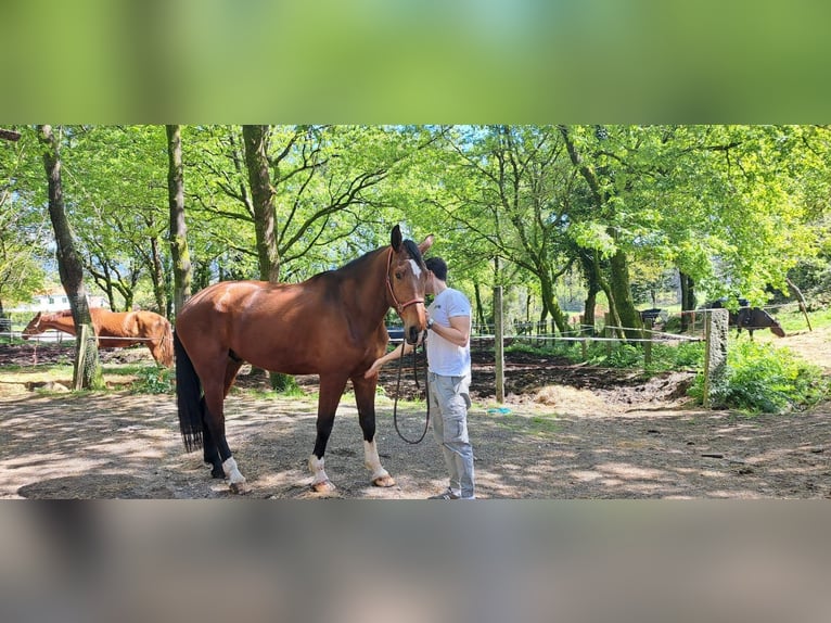 KWPN Hongre 6 Ans 173 cm Bai brun in Santiago De Compostela