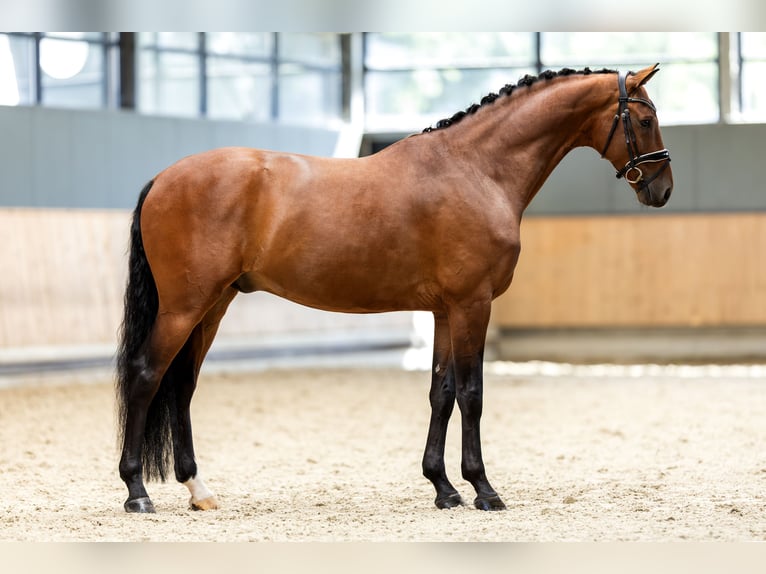 KWPN Hongre 6 Ans 173 cm Bai cerise in Hardinxveld - Giessendam