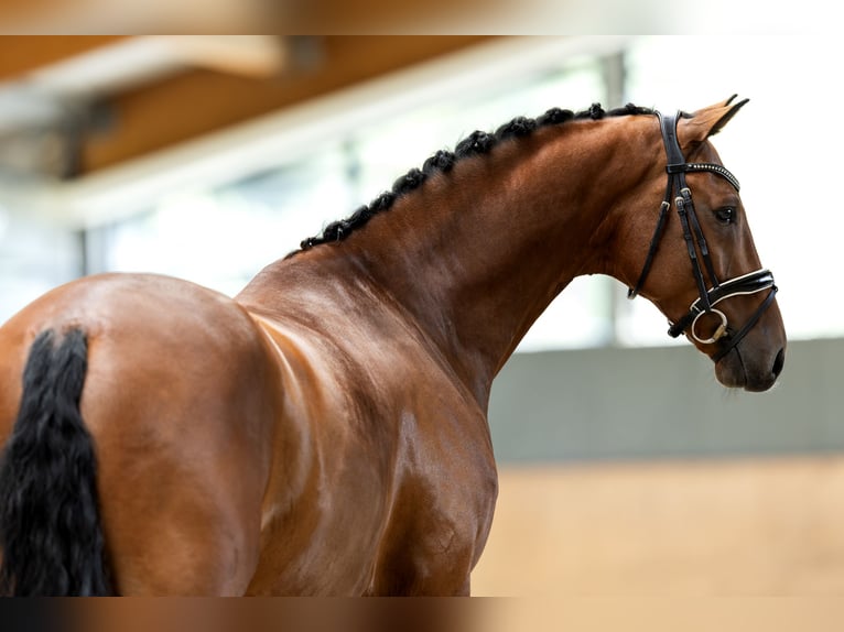 KWPN Hongre 6 Ans 173 cm Bai cerise in Hardinxveld - Giessendam
