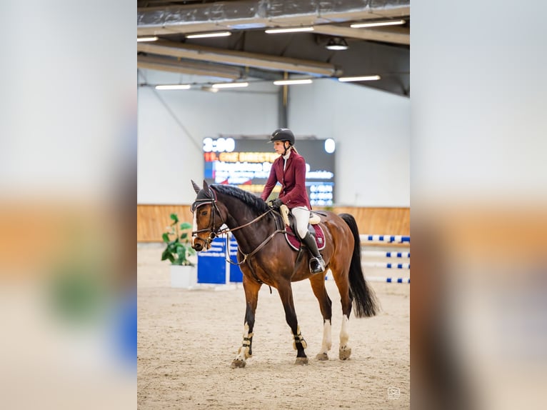 KWPN Hongre 6 Ans 173 cm Bai in Gady