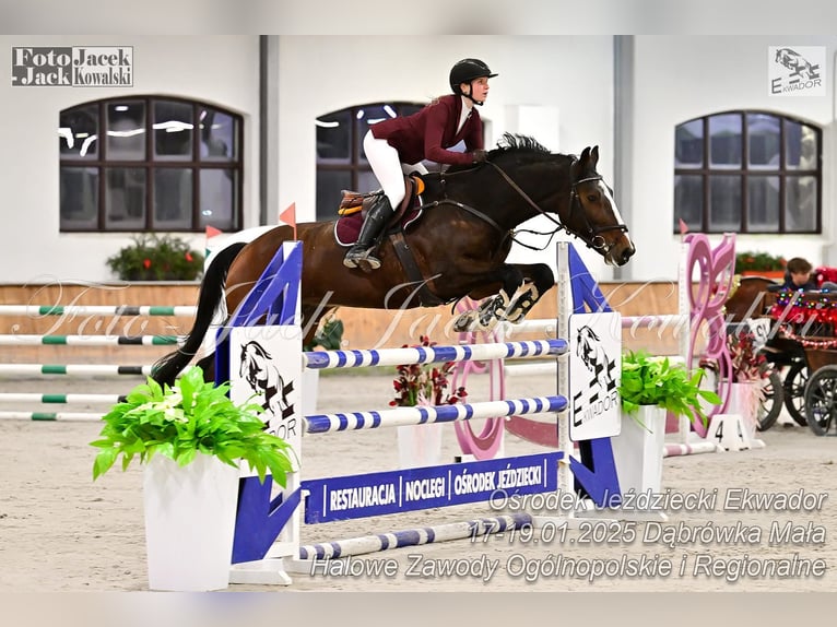 KWPN Hongre 6 Ans 173 cm Bai in Gady