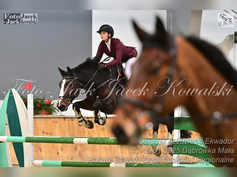 KWPN Hongre 6 Ans 173 cm Bai in Gady
