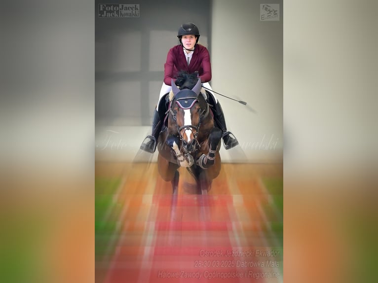 KWPN Hongre 6 Ans 173 cm Bai in Gady