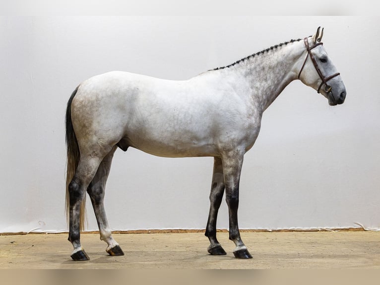 KWPN Hongre 6 Ans 174 cm Gris in Waddinxveen