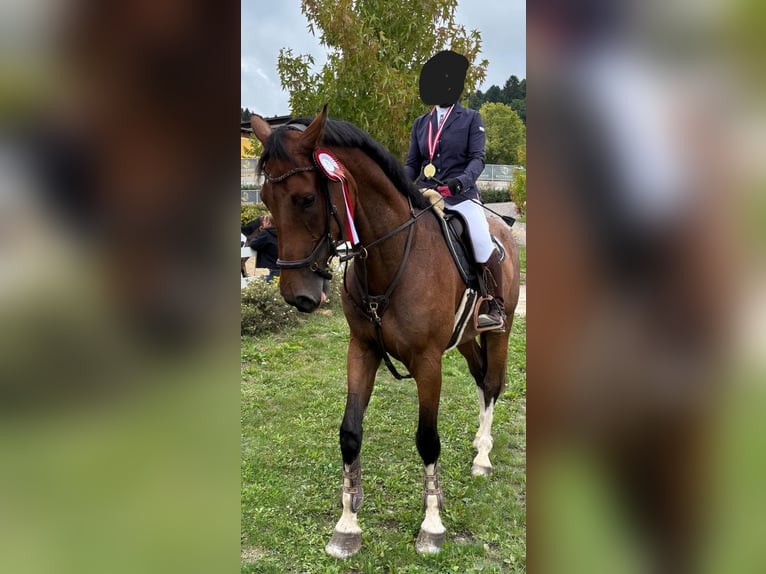 KWPN Hongre 6 Ans 175 cm Bai in Wolfsberg