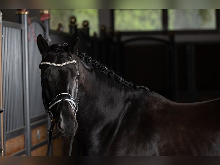 KWPN Hongre 6 Ans 175 cm Noir in Sinsheim
