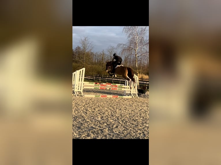 KWPN Hongre 6 Ans 177 cm Alezan in Bruxelles