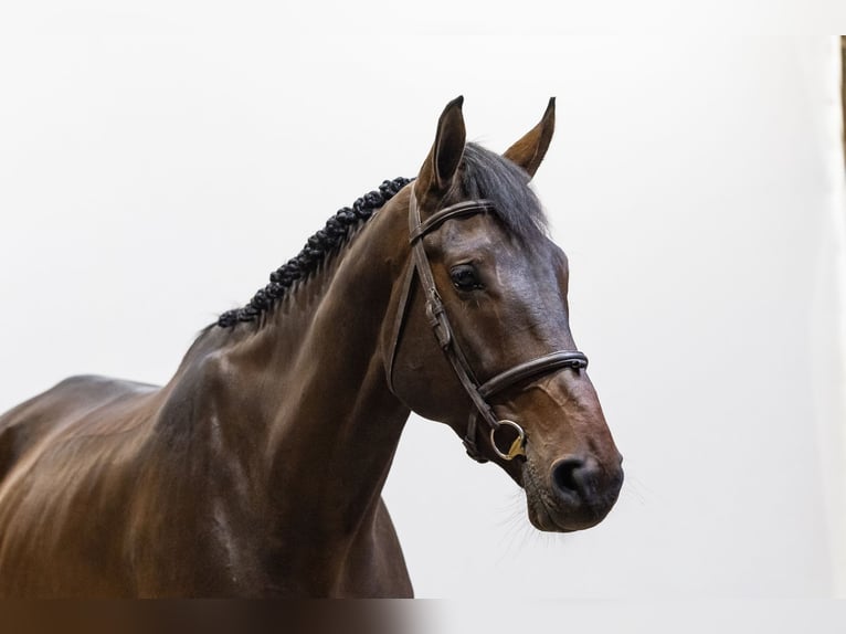 KWPN Hongre 6 Ans 179 cm Bai brun in Waddinxveen