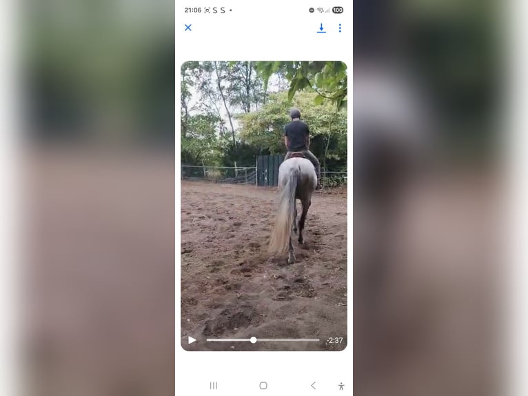 KWPN Hongre 6 Ans 180 cm Gris pommelé in Lommel