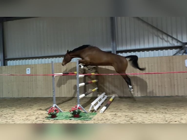 KWPN Hongre 6 Ans 182 cm Bai in Rychvald