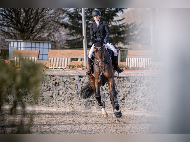 KWPN Hongre 6 Ans 184 cm Bai in Wipperf&#xFC;rth