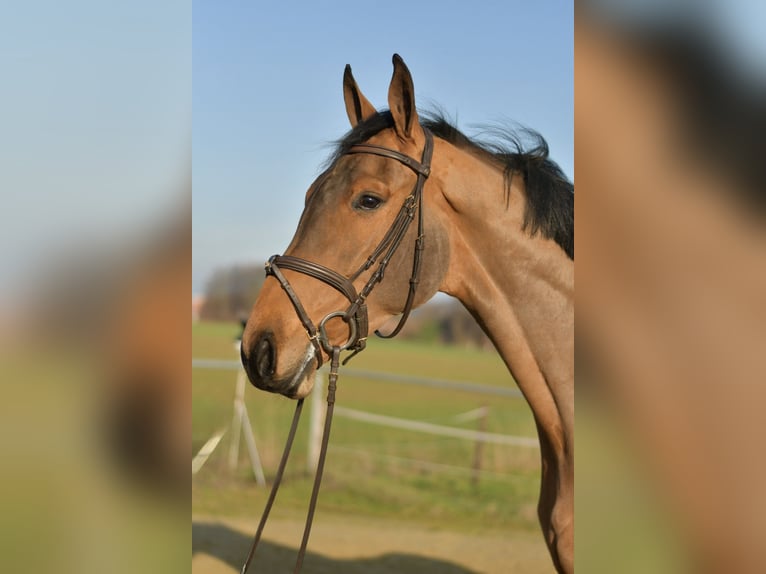 KWPN Hongre 6 Ans 185 cm Bai in Geilenkirchen