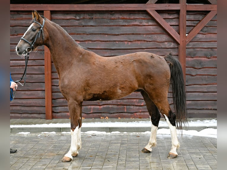 KWPN Hongre 6 Ans Alezan in Je&#x17C;&#xF3;w